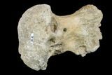 Triceratops Phalange (Toe Bone) With Pathology - Montana #113129-3
